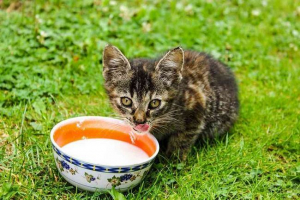 Могат ли котките да дават мляко?